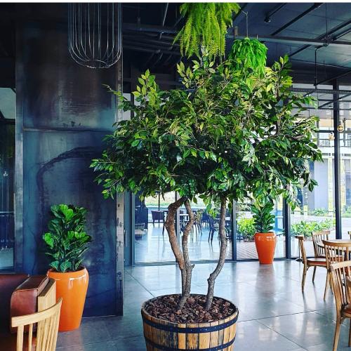 Plant Couture is able to make a large custom tree as per your requirements. Ficus. Cherry blossom and others. Contact us for a quotation.