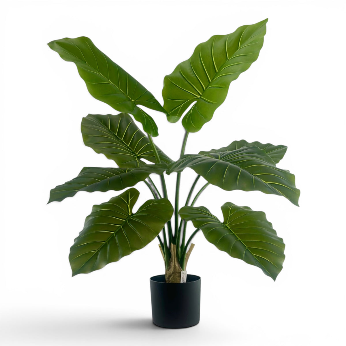 Philo R/T - 90cm in pot