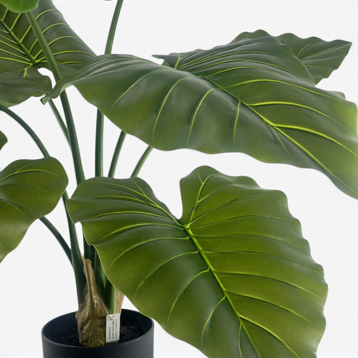 Philo R/T - 90cm in pot