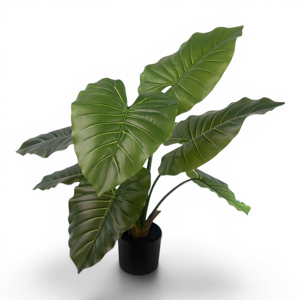 Philo R/T - 90cm in pot