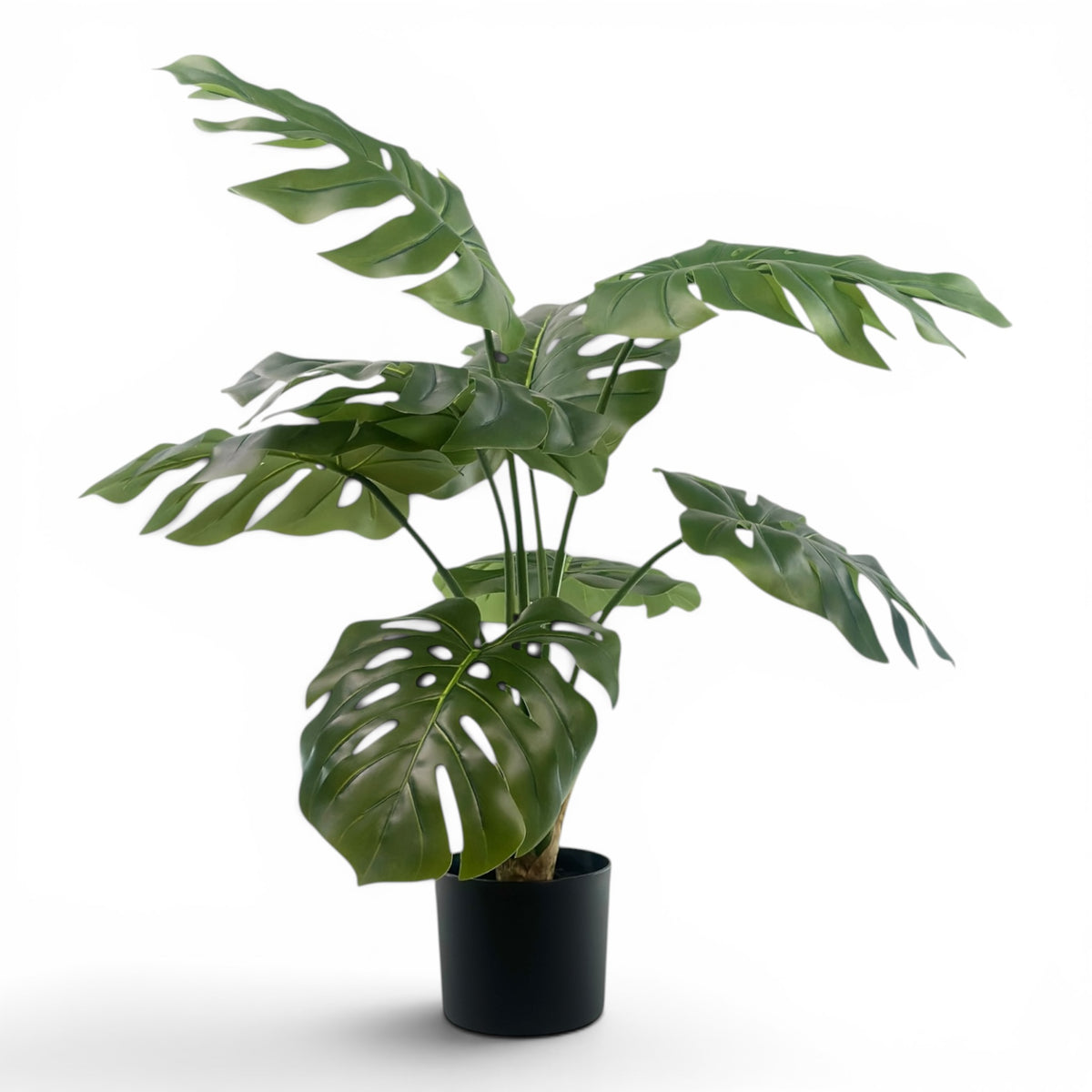 Monstera R/T in pot- 90cm