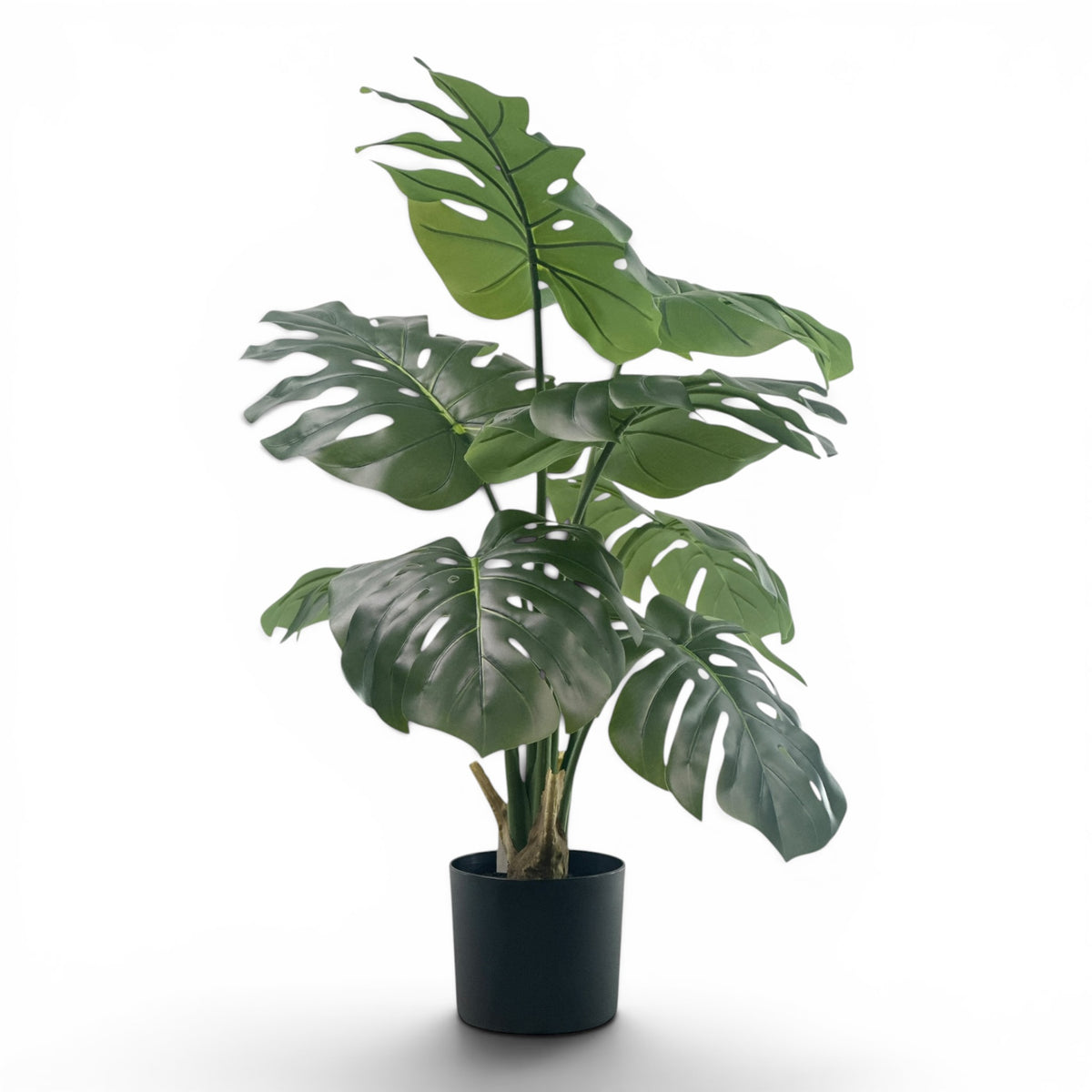 Monstera R/T in pot- 90cm