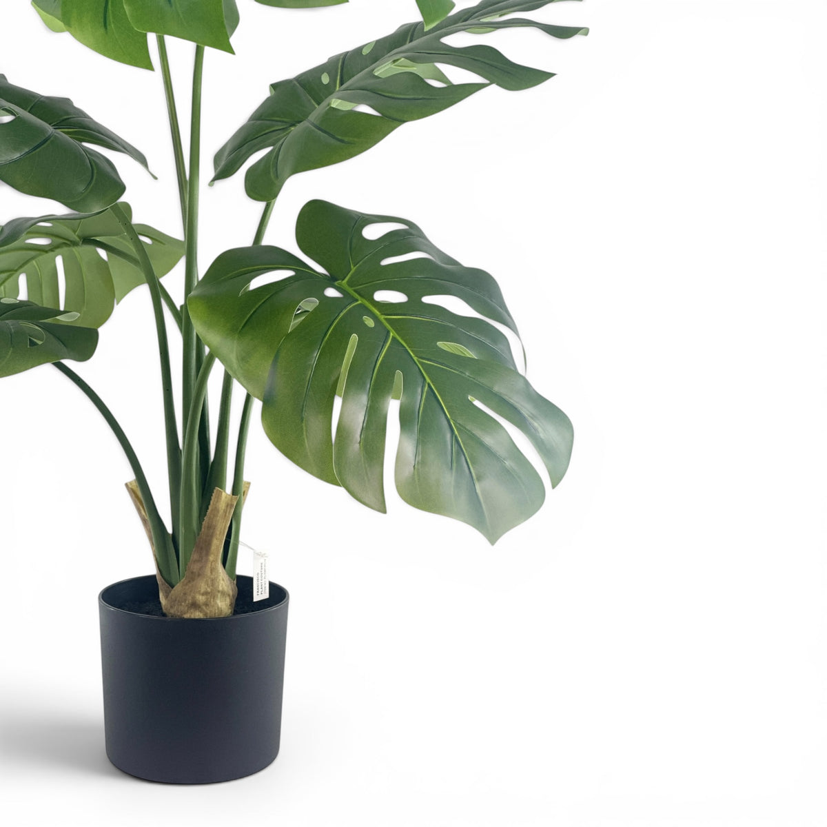 Monstera R/T in pot- 90cm