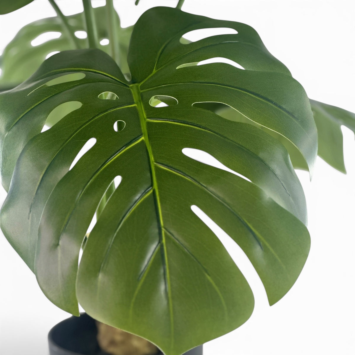 Monstera R/T in pot- 90cm