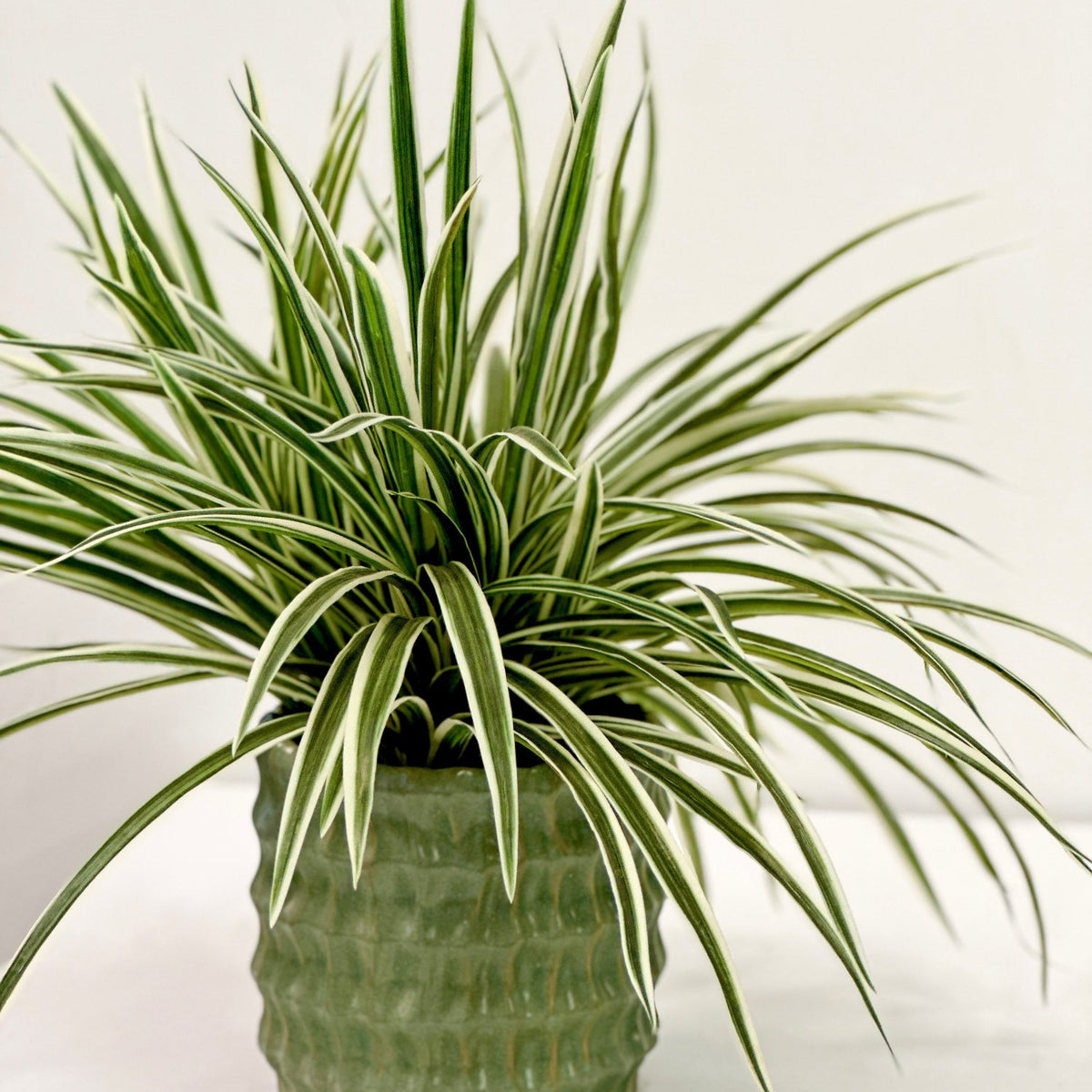 Spider bush in green ceramic pot. Verigated artificial plant available from Plant Couture. Shop online www.plantcouture.co.za