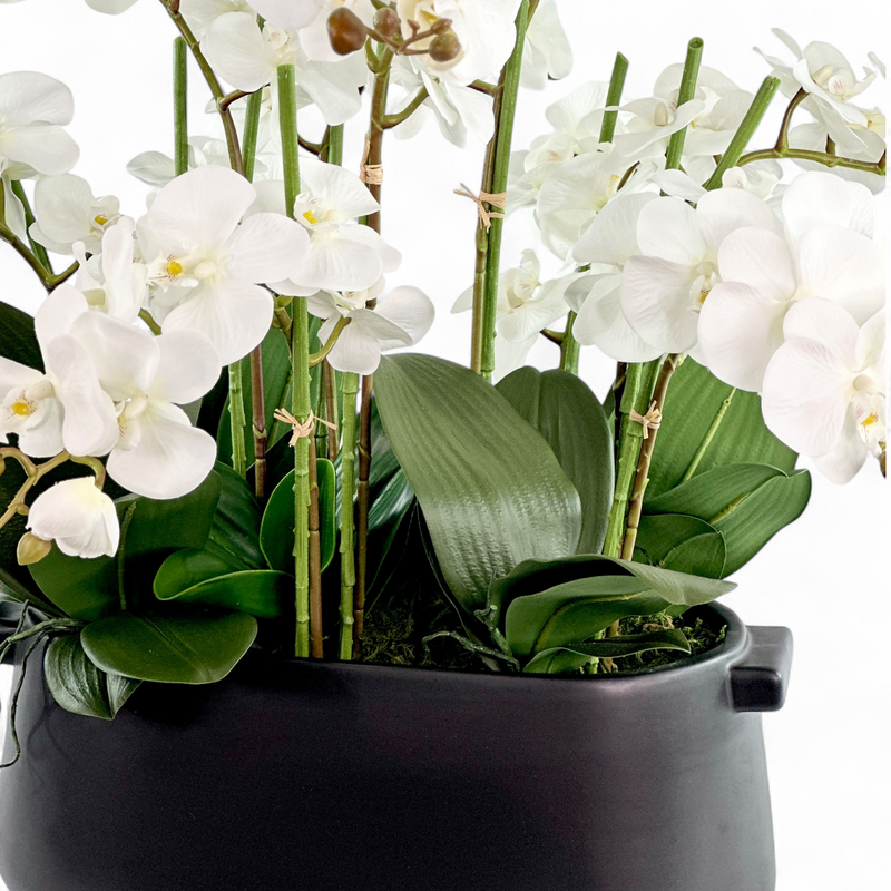 White orchids and green leaves in a black pot on a white background close-up