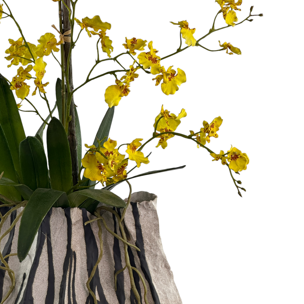 Yellow orchids in a patterned pot on a white background