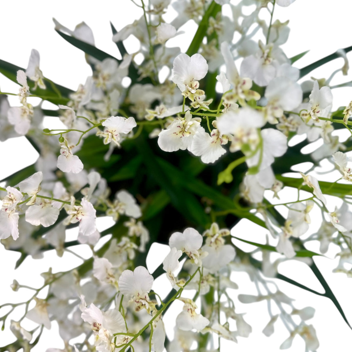 Dancing Orchid Arrangement White in Large Black Sabi Tin