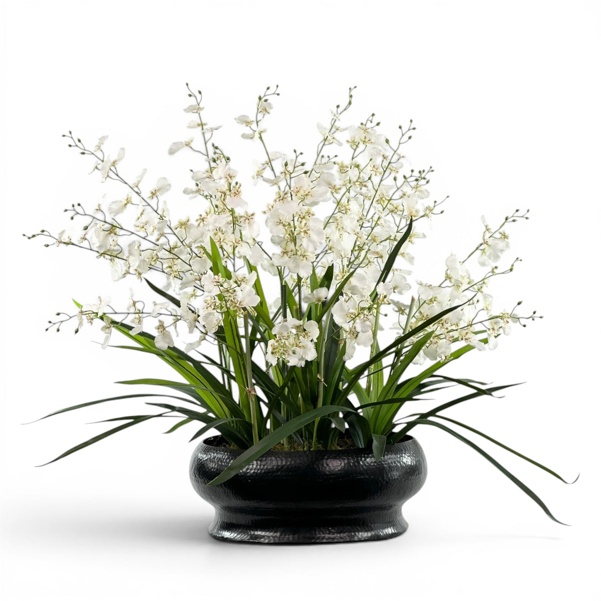 Dancing Orchid Arrangement White in Large Black Sabi Tin