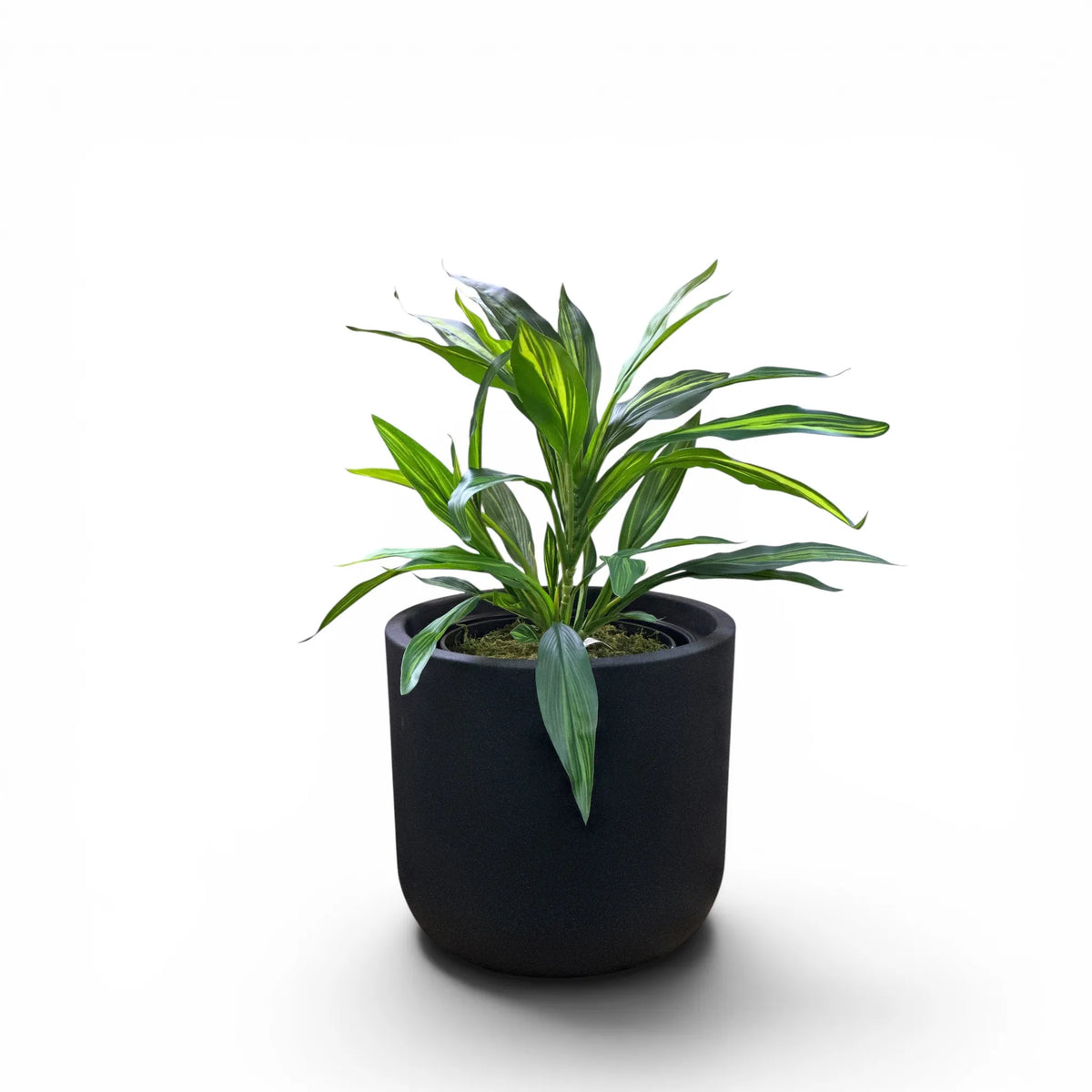 Newport Planter S 29.5x28 Black With Dracaena Reflexa 120cm