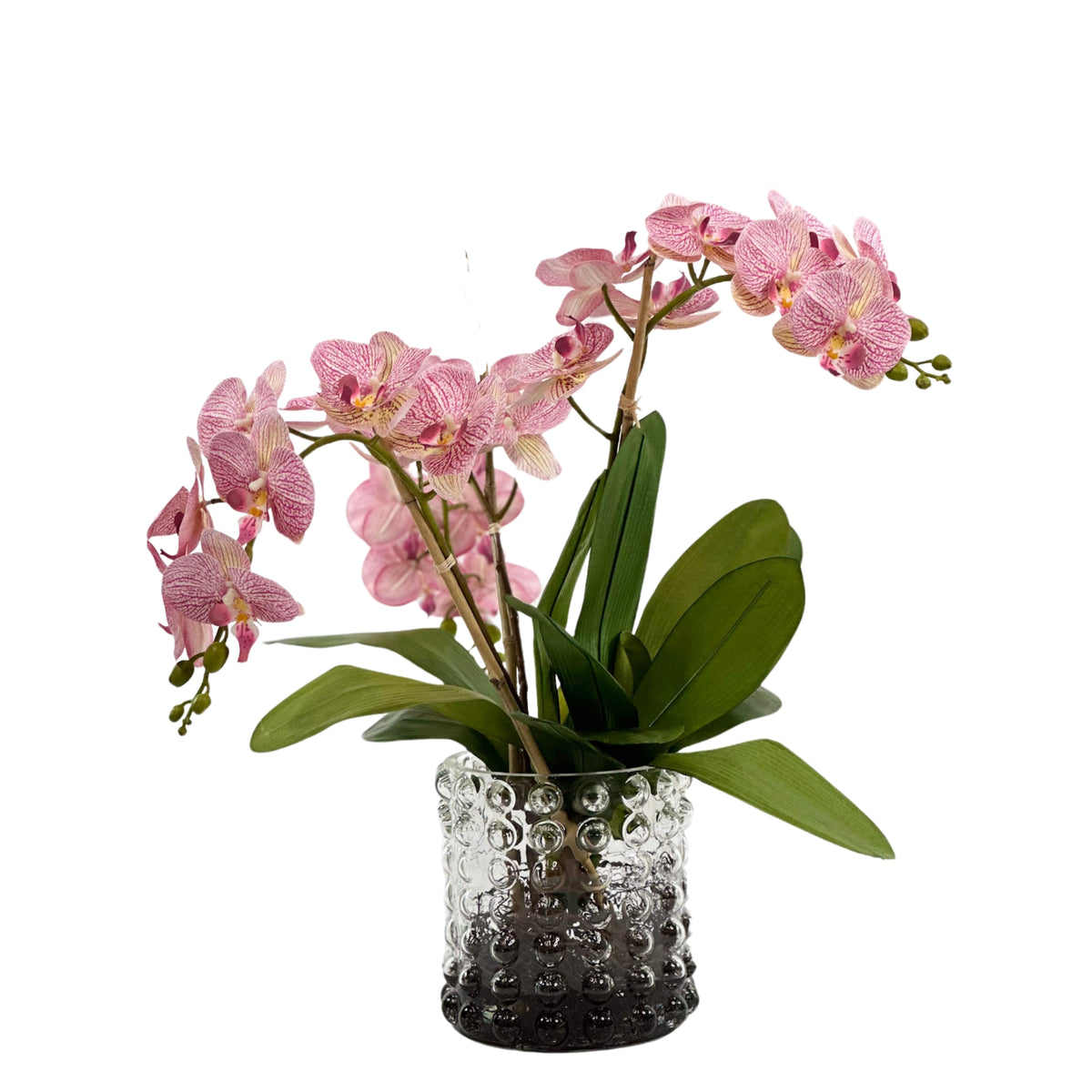 Orchid Pink in Large Bubble Glass Vase Plant Couture