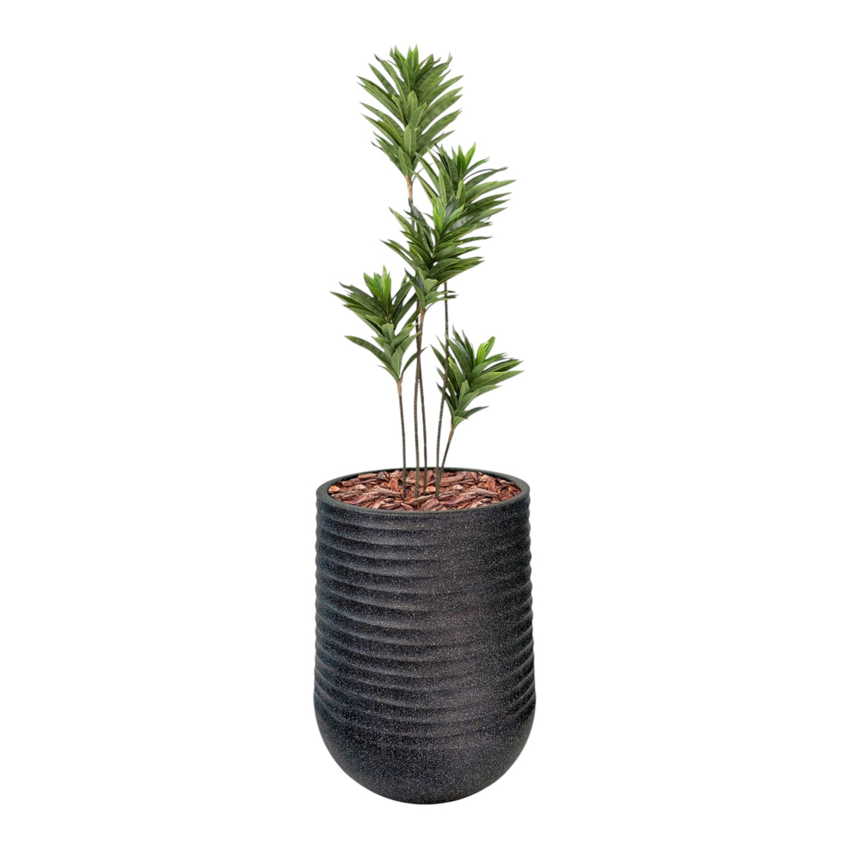 Artemis Planter L 53x69.5 Black with Dracaena Reflexa 120cm