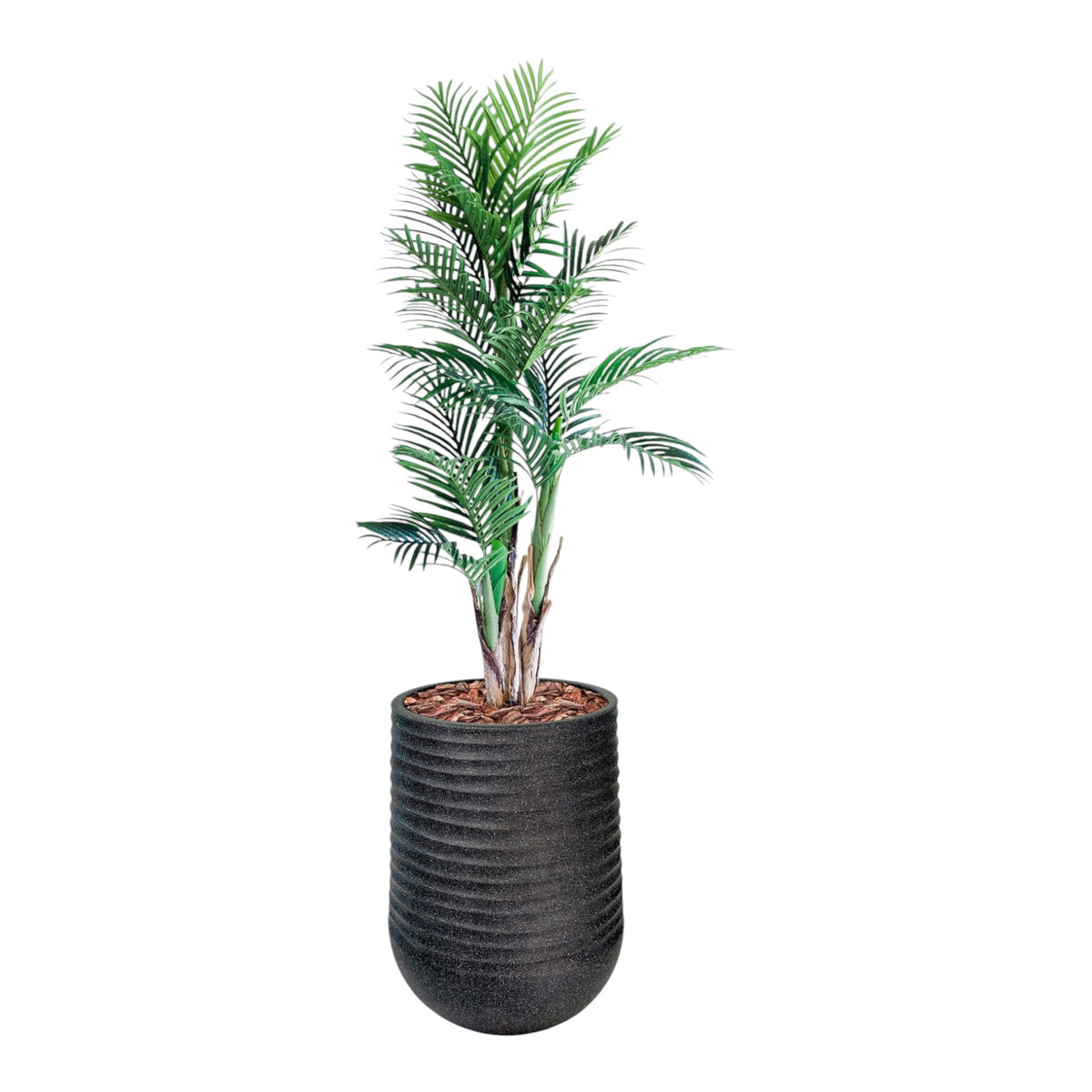 Artemis Planter L 53x69.5 Black with Areca Palm 150cm