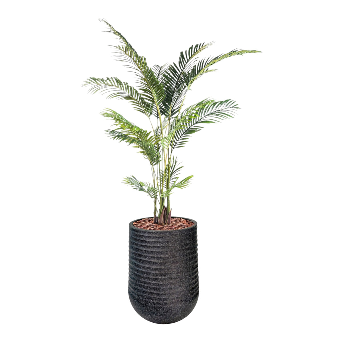 Artemis Planter L 53x69.5 Black with Areca Palm 170cm