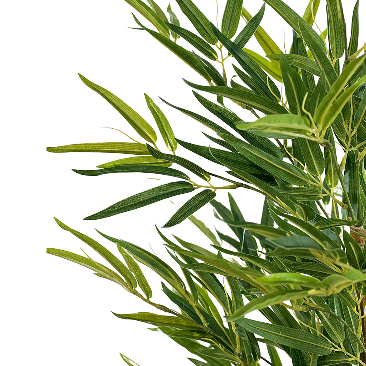 Close-up of green real touch 
Bamoo leaves on a white background