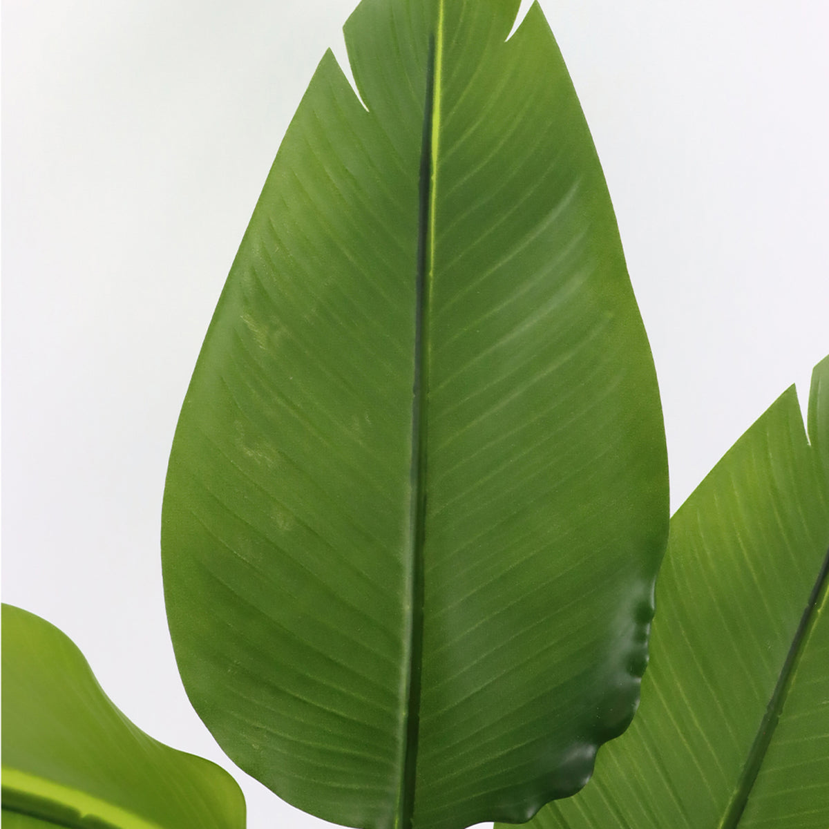 Close-up of a green Strelitzia leaf with a white background