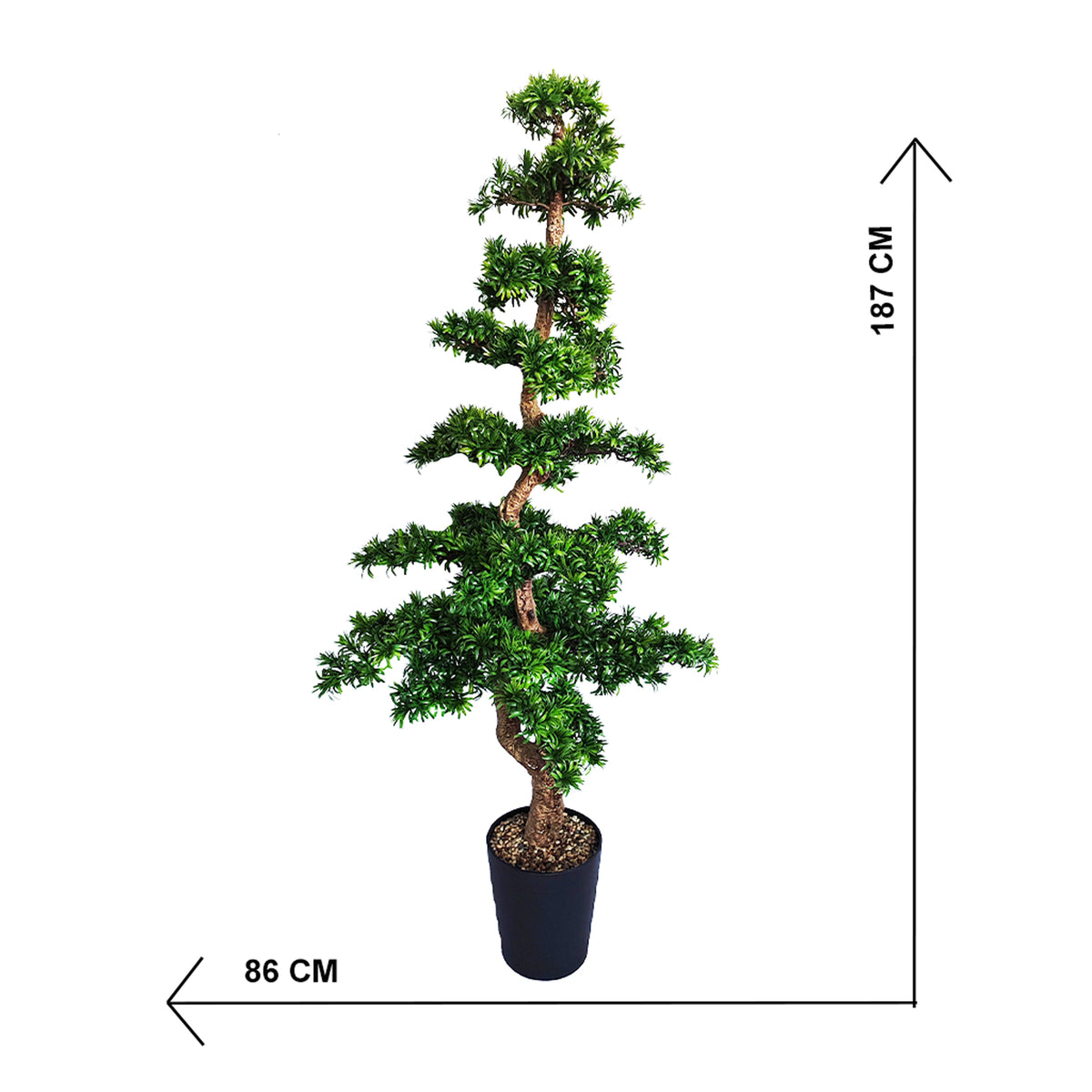Potted Bonzai tree with dimensions indicated on a white background