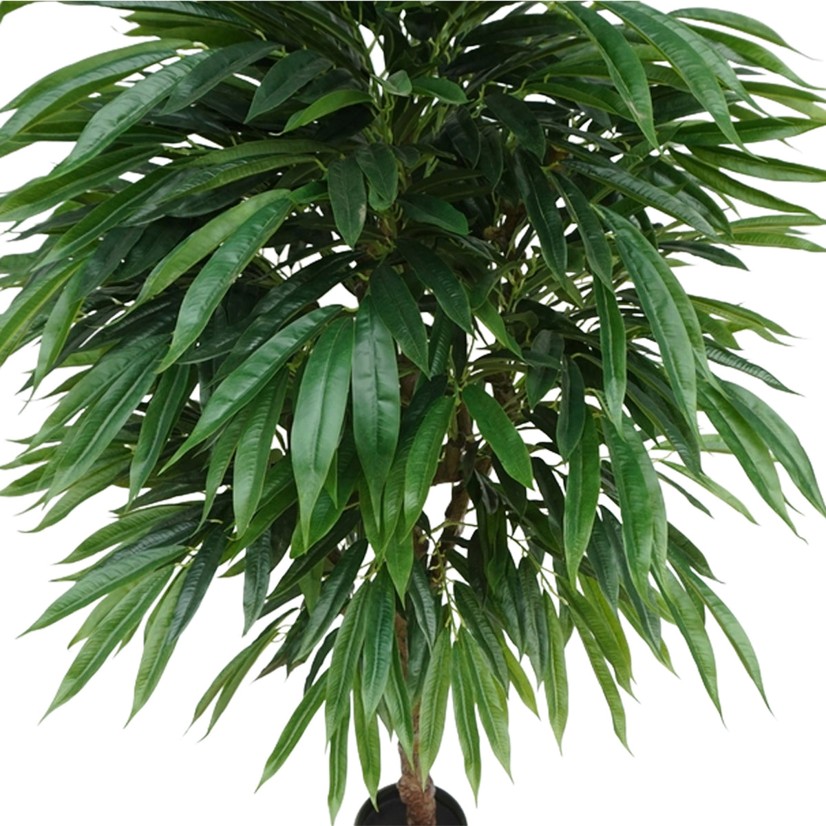 Close up of Eucaluptus tree 170cm leaves  on a white background