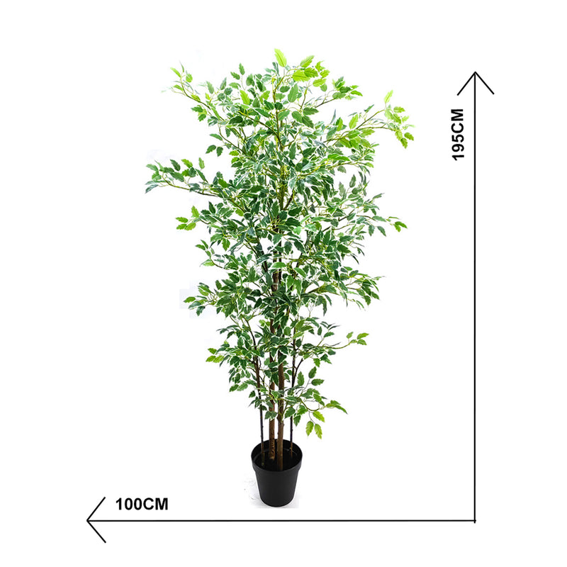 Potted Ficus Benjamin plant with dimensions indicated on a white background