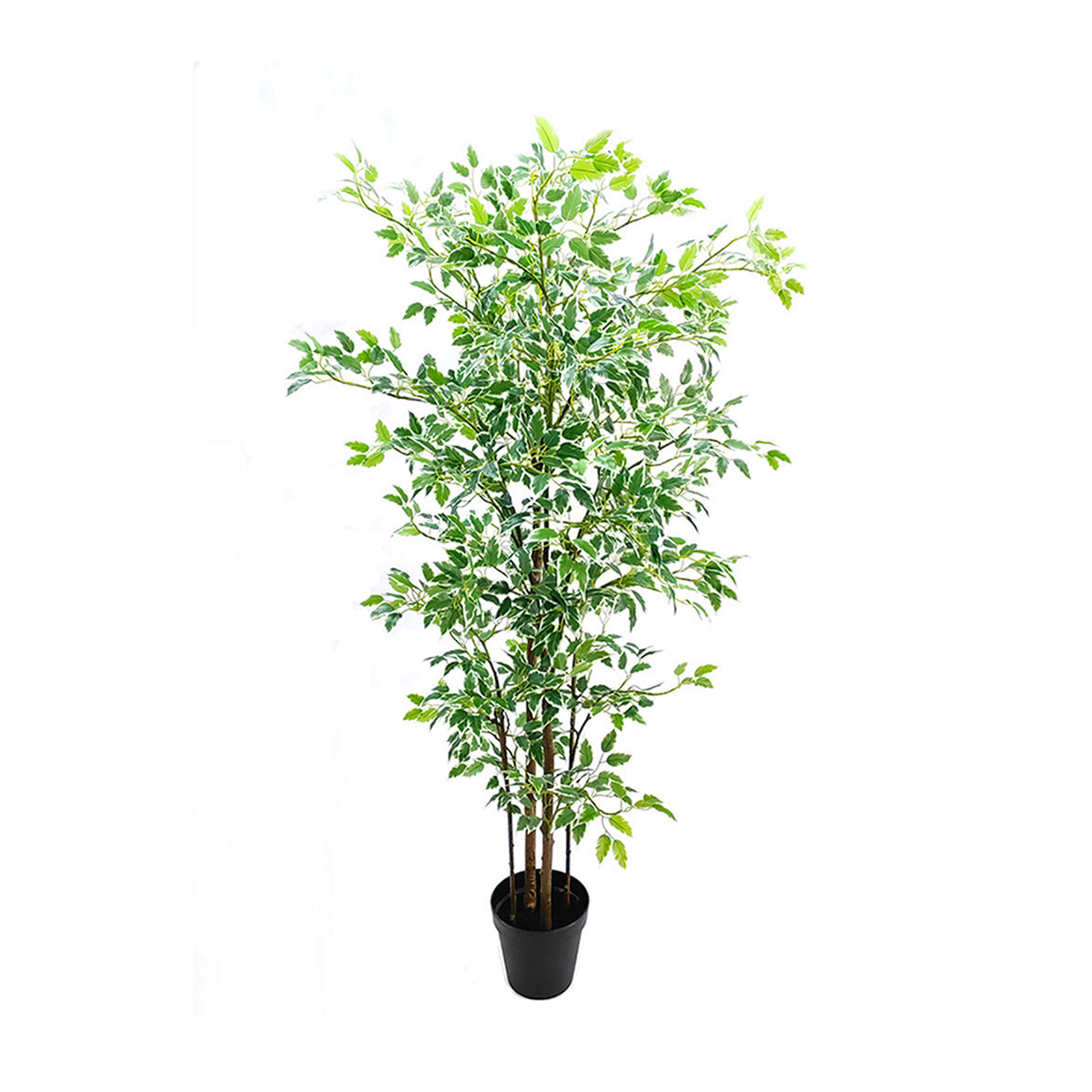 Faux Ficus Benjamin is weighted pot 190cm tall