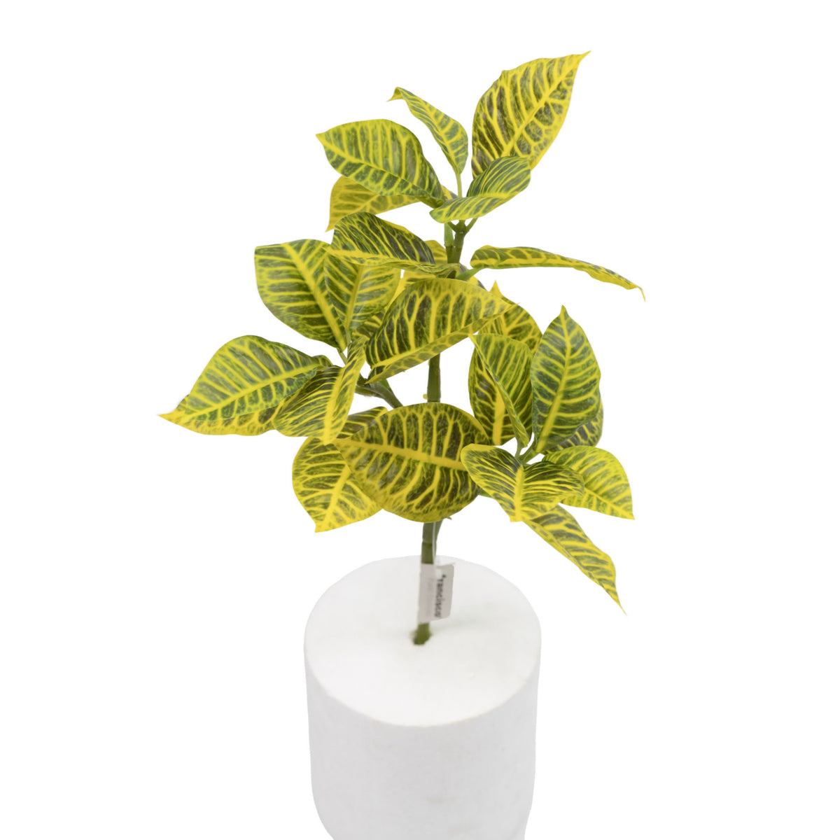 Filler Croton - 40cm