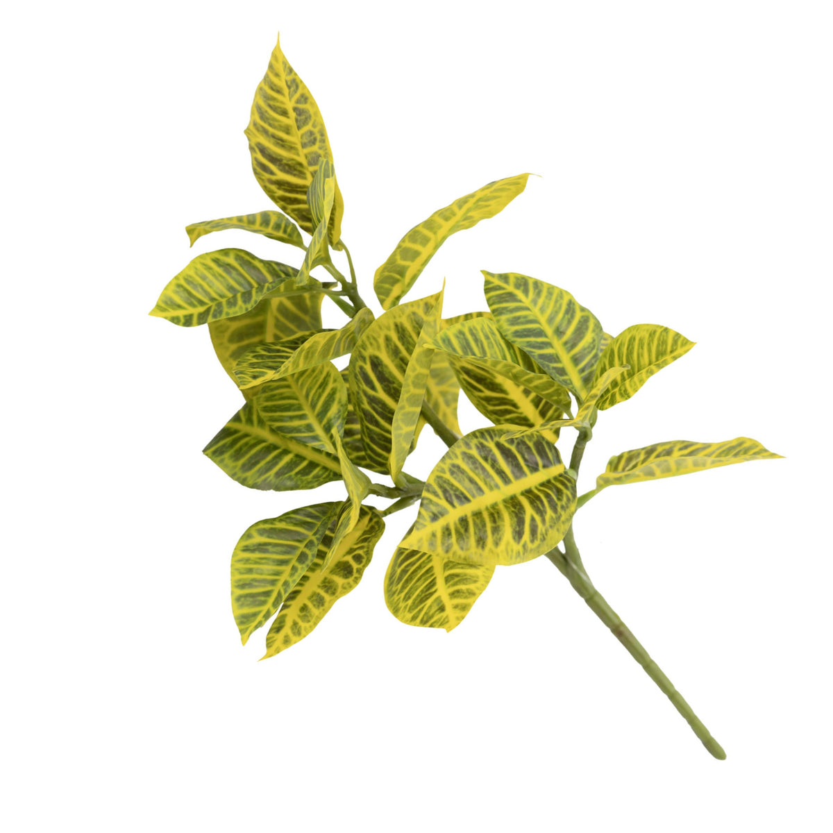 Filler Croton - 40cm