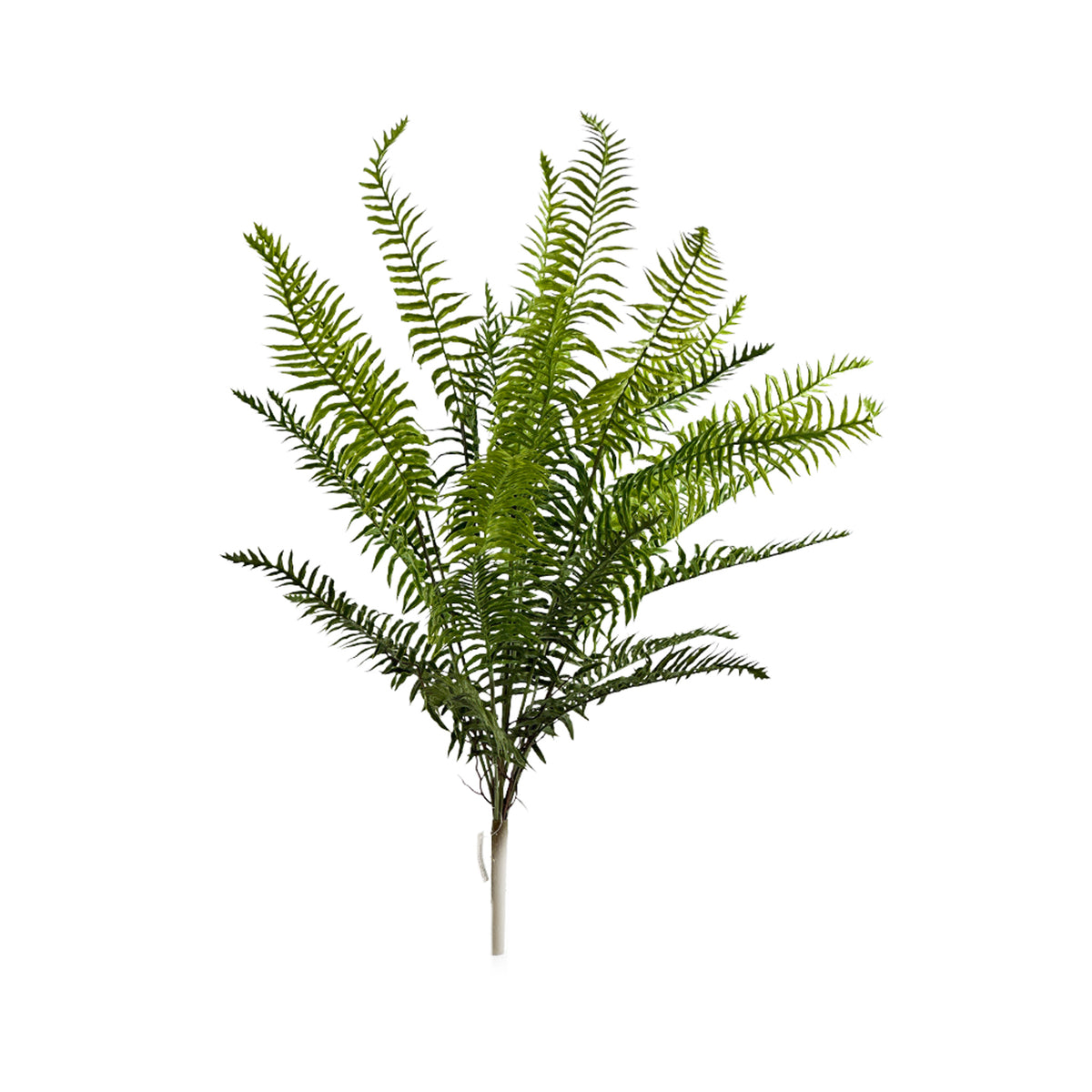 Filler Fern Bush 81cm