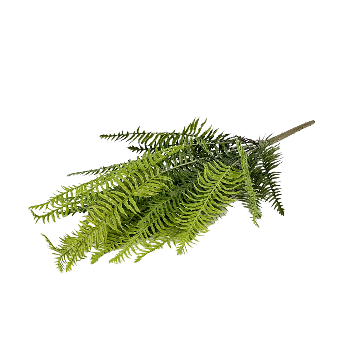 Filler Fern Bush 81cm