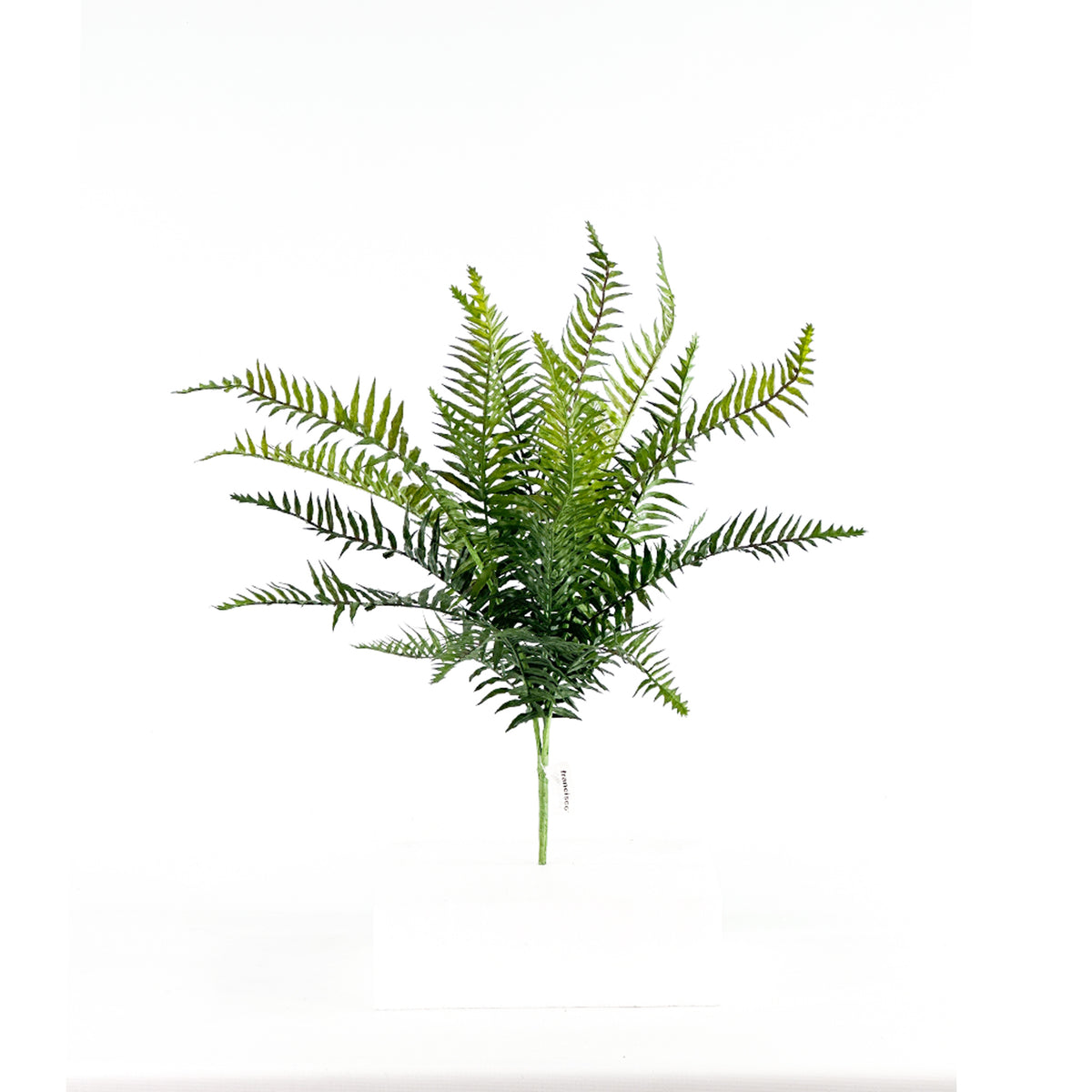 Filler Fern Bush 58cm