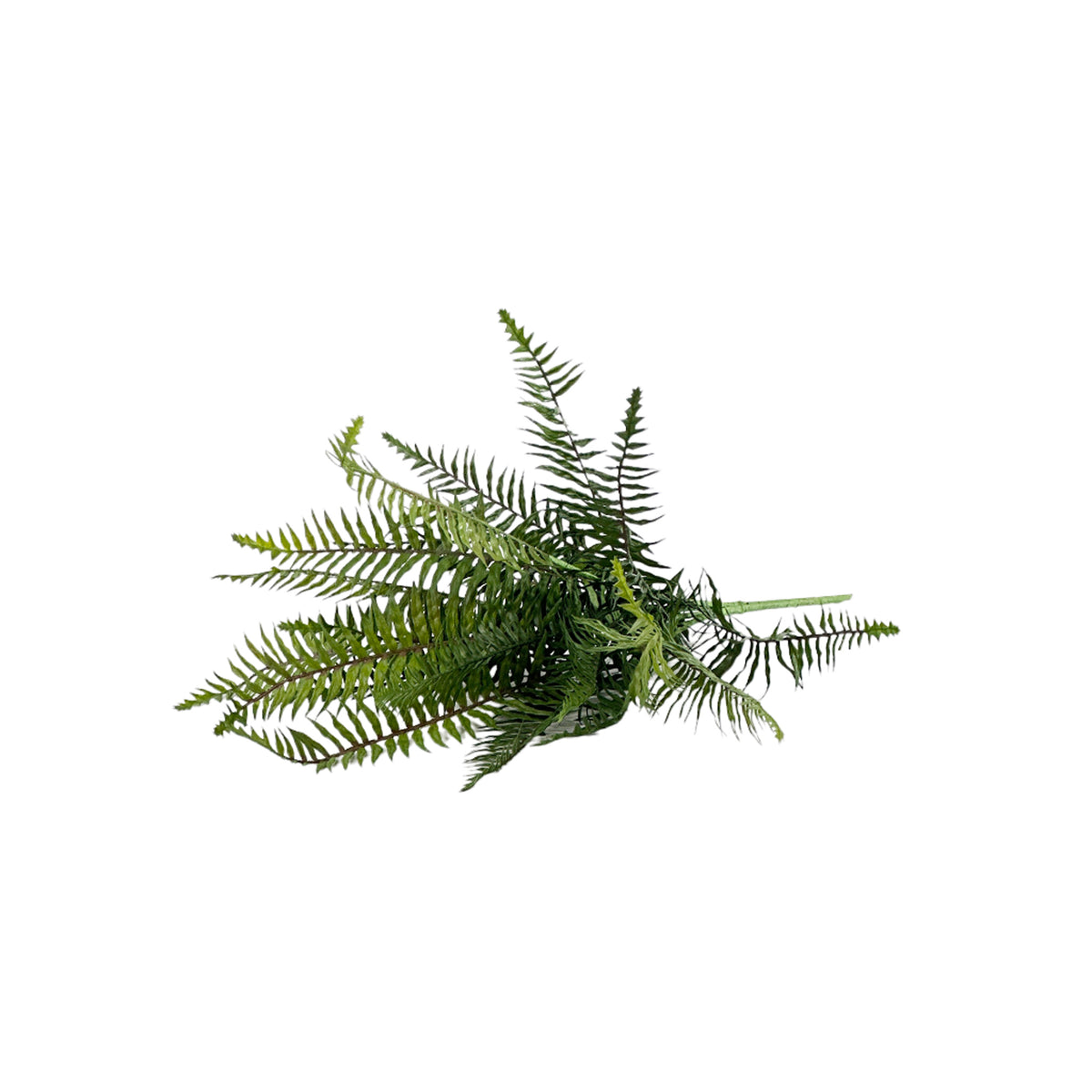 Filler Fern Bush 58cm