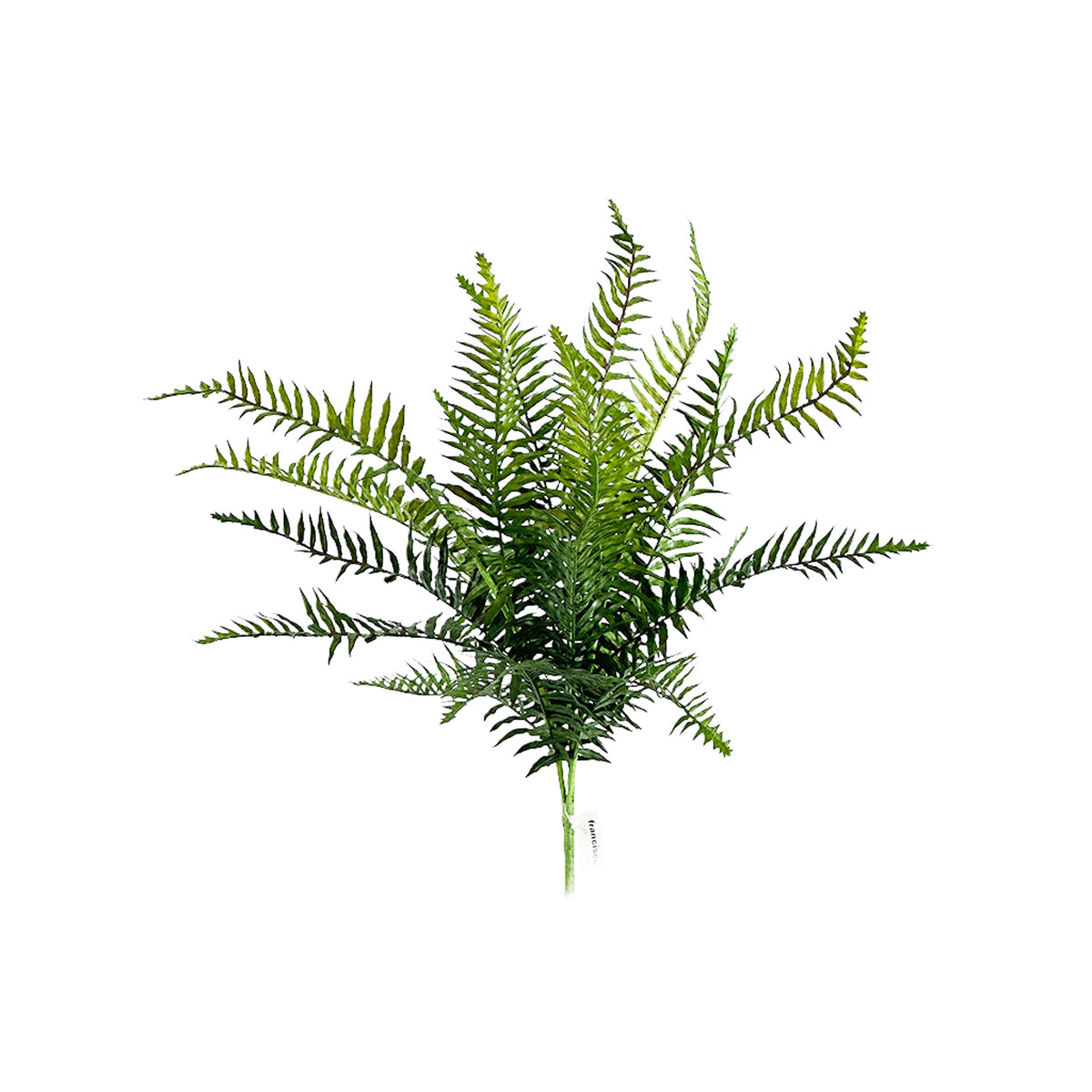 Filler Fern Bush 58cm