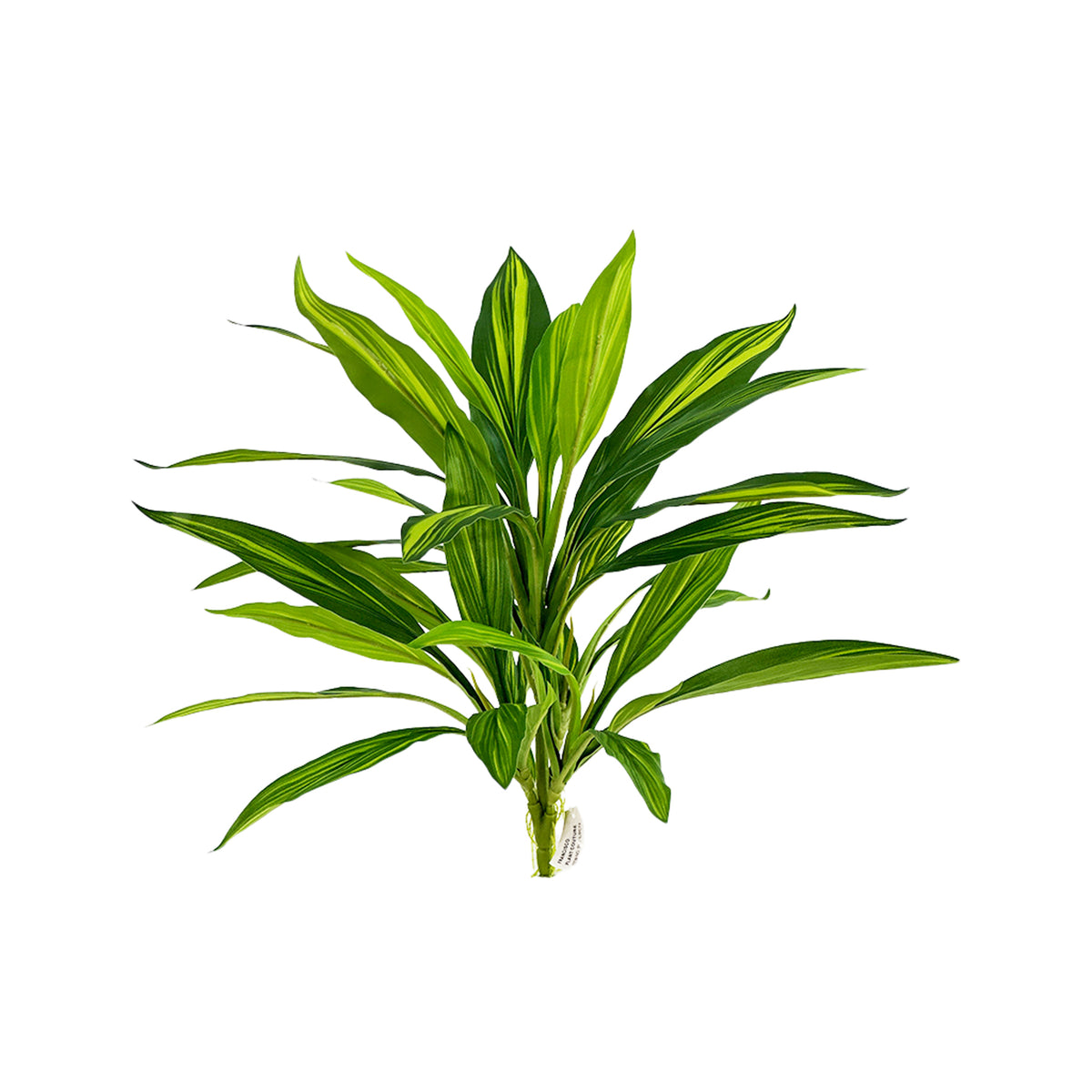 Filler Dracaena Bush Cariegated 50cm