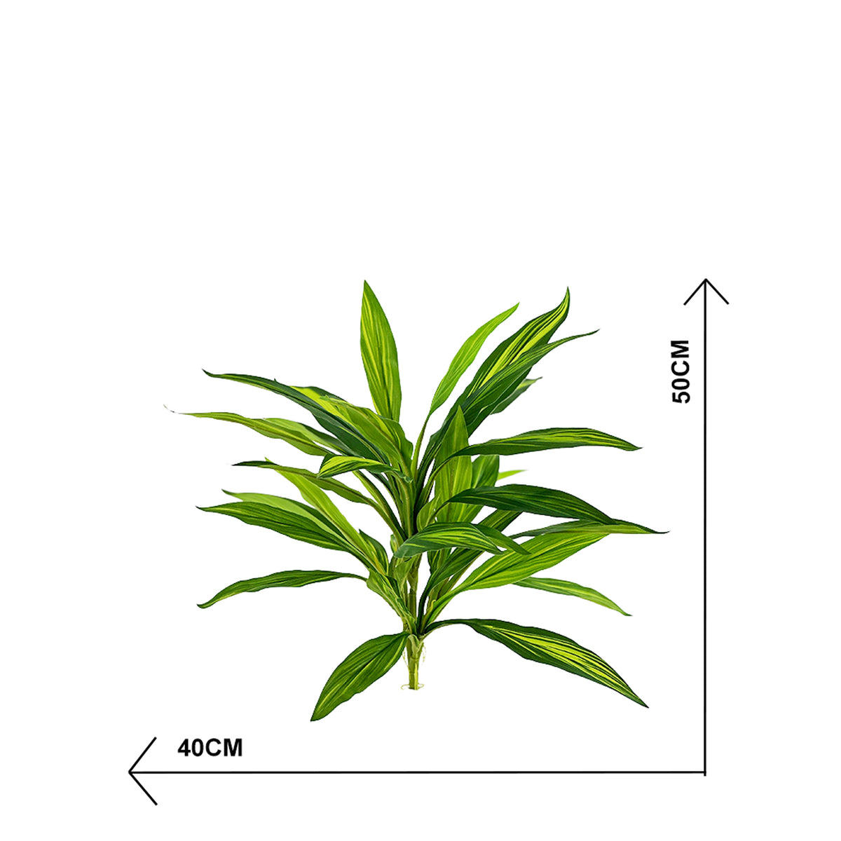 Filler Dracaena Bush Cariegated 50cm