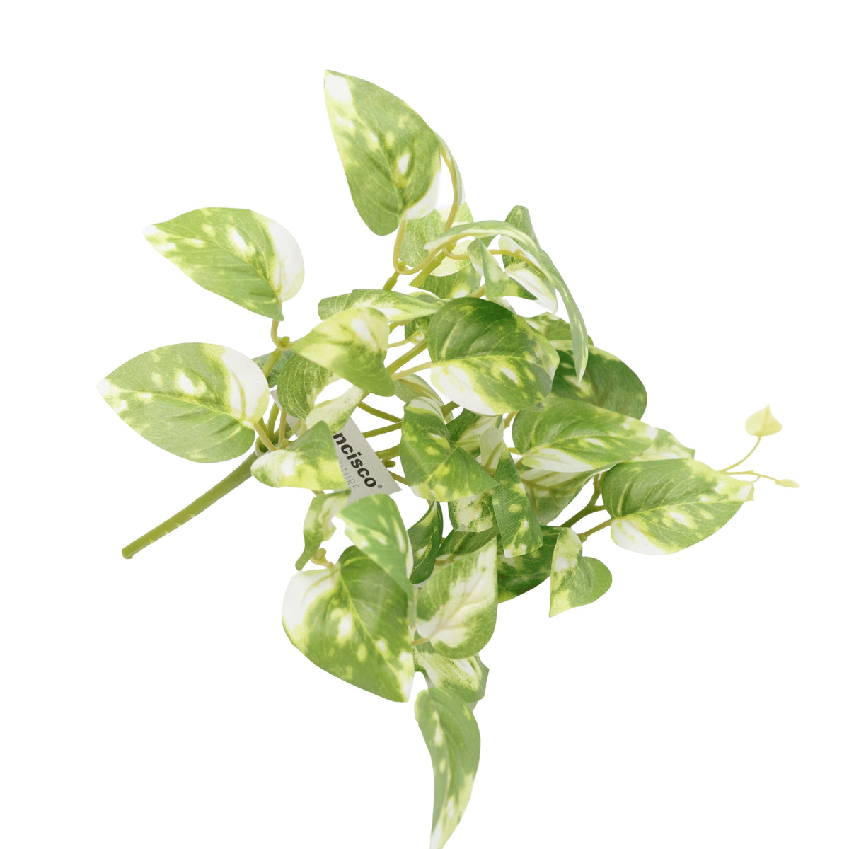 Hanging Pothos Bush - 30cm