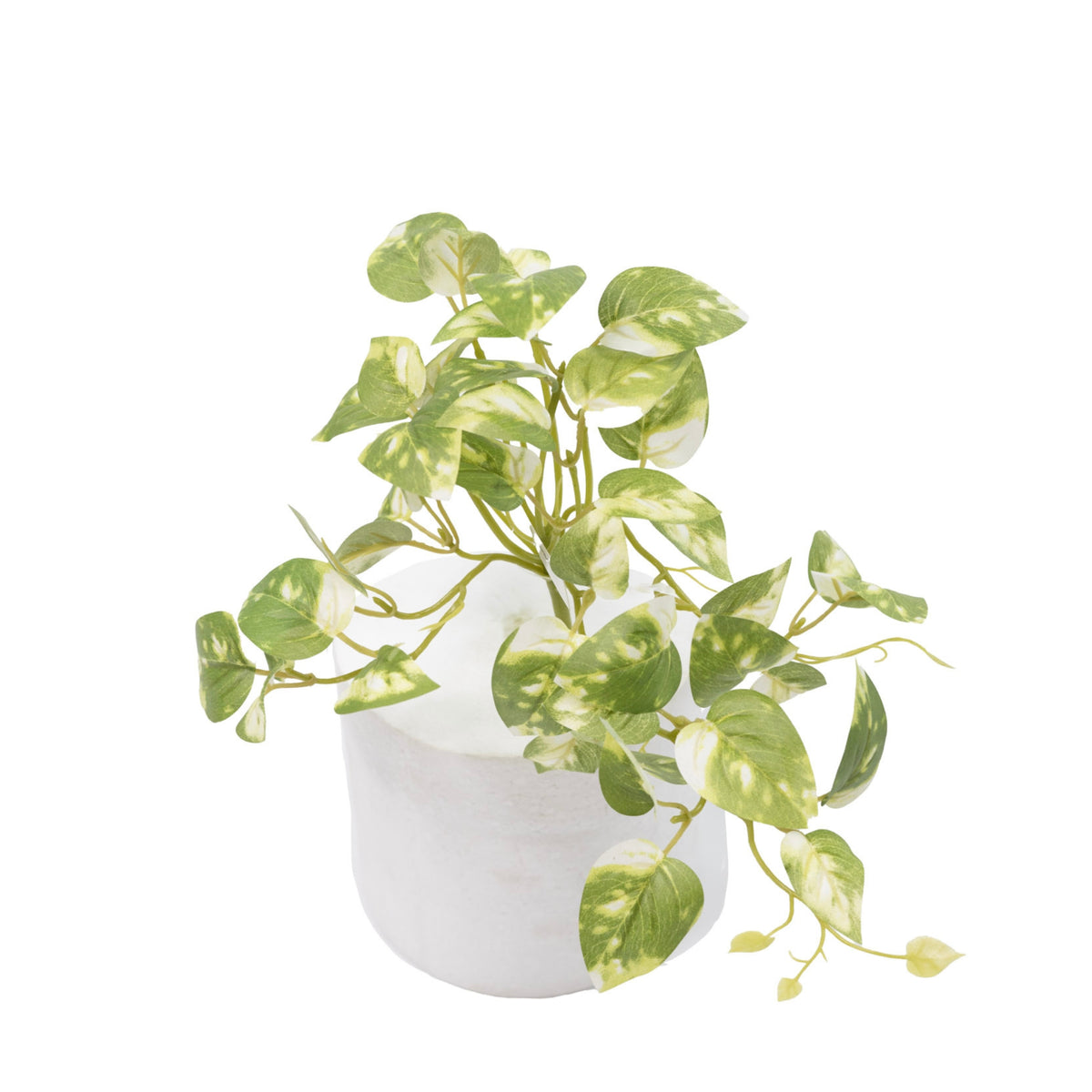 Hanging Pothos Bush - 30cm