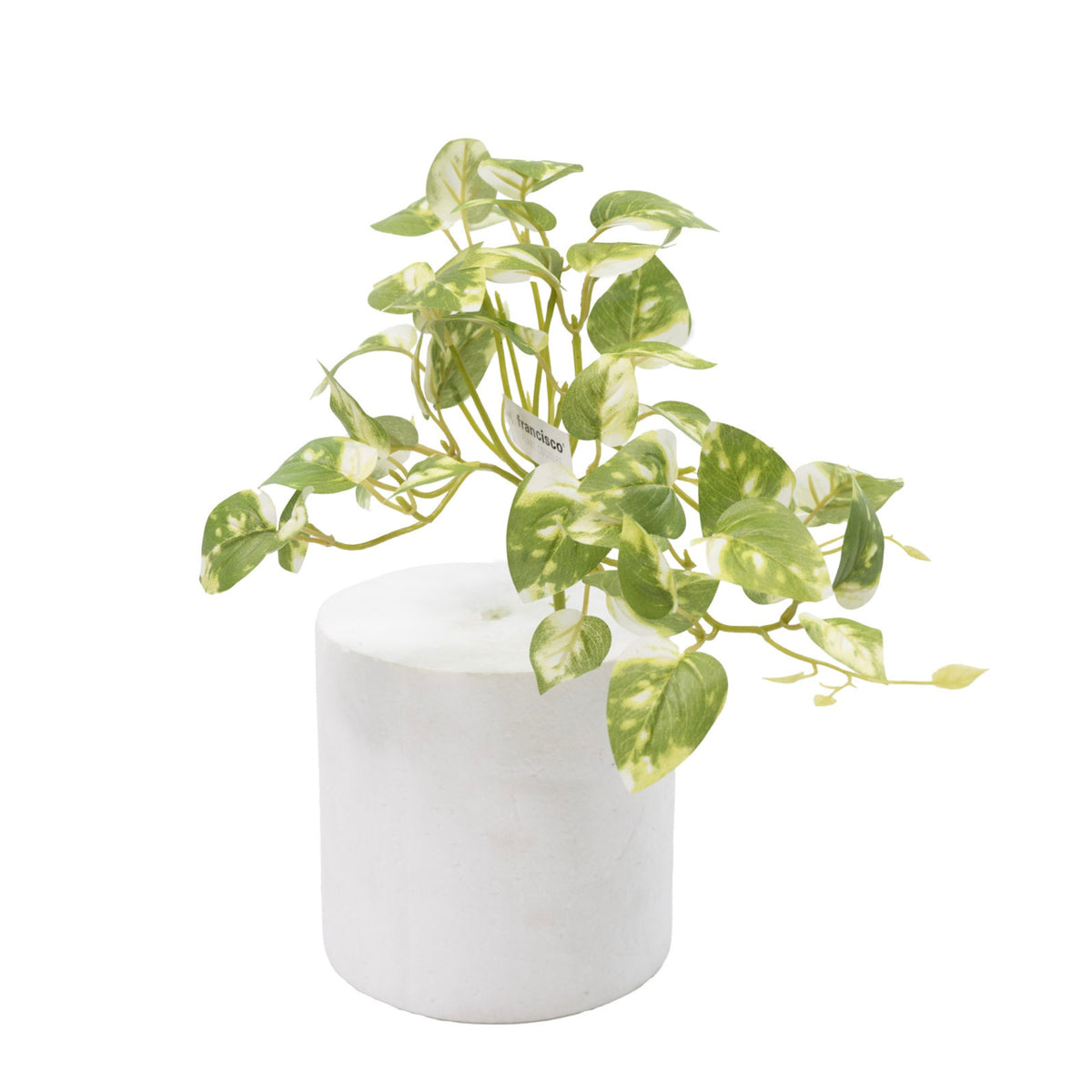 Hanging Pothos Bush - 30cm
