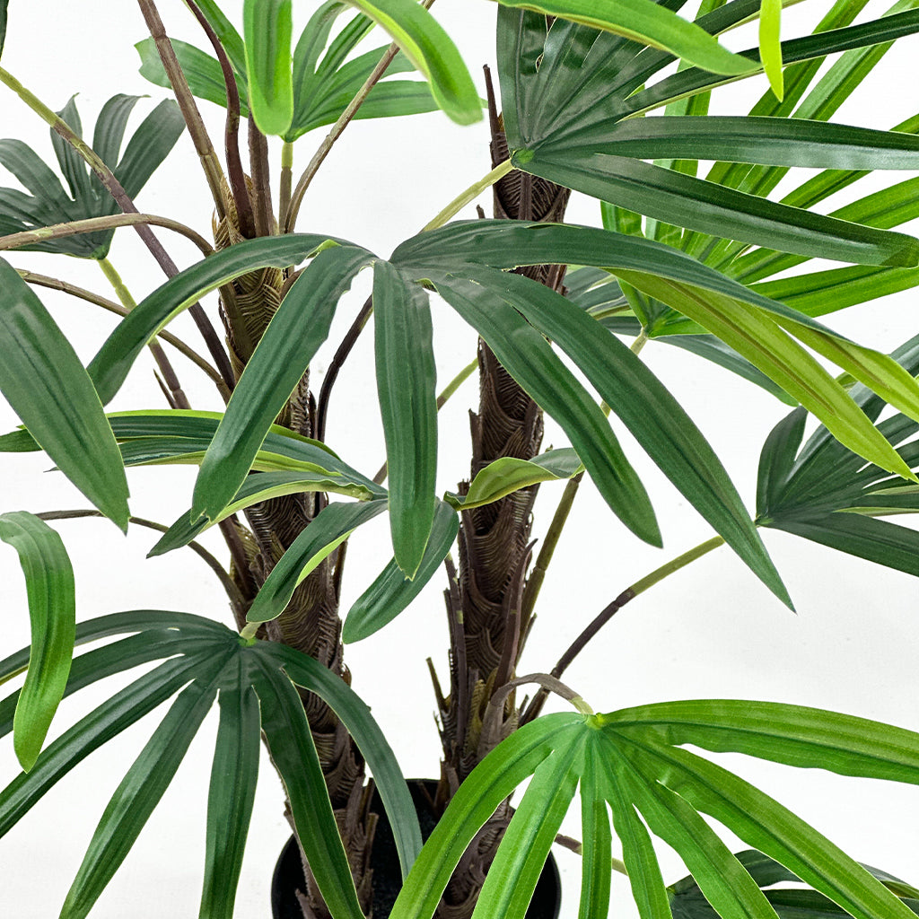 Close-up of a potted Lady Finger palm plant with green leaves on a white background