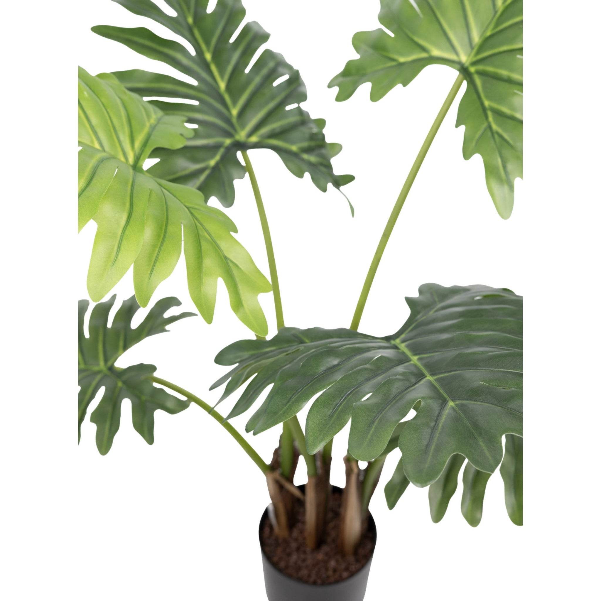 philodendron pl Philodendron 90cm - Plant Couture