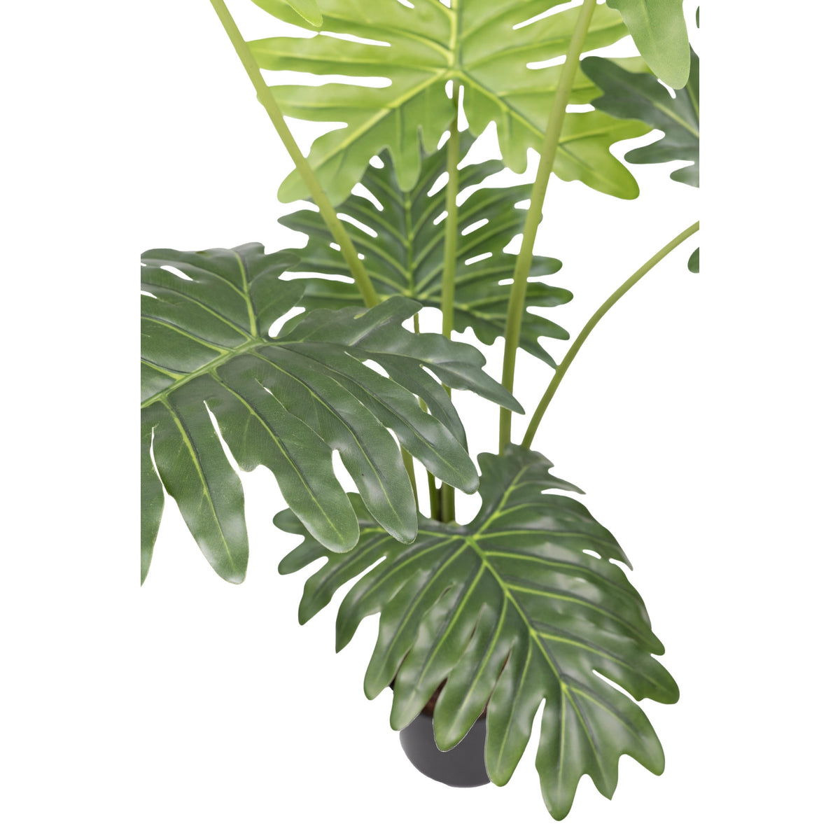 Philodendron - 120cm