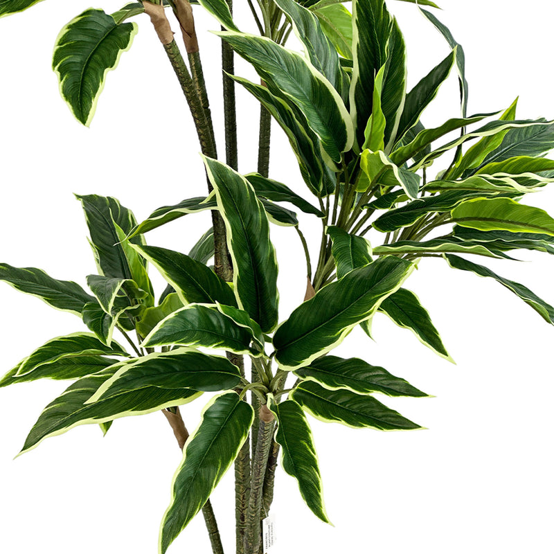 Green leafy faux Rhodea plant with white edges on a white background