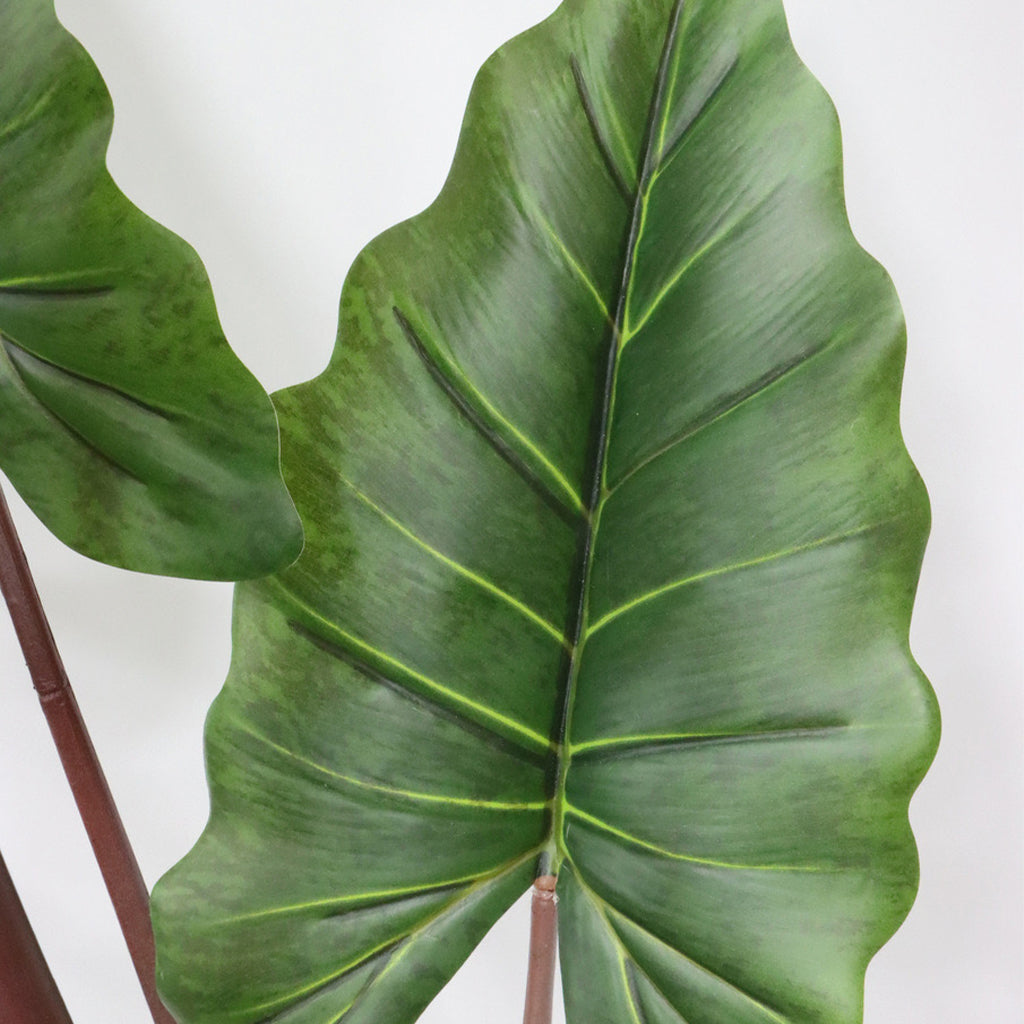 Large green elephant ear leaf with a white background