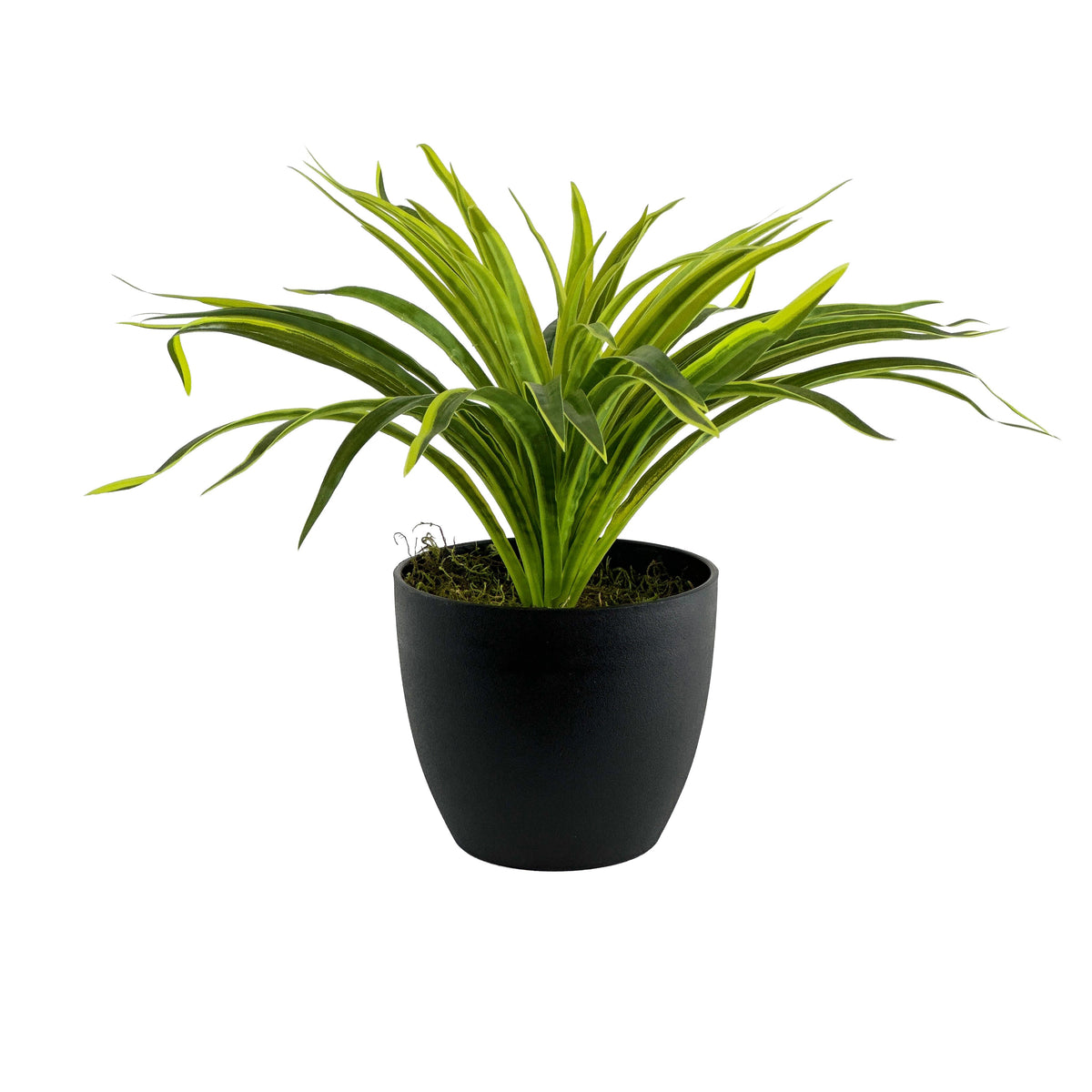 Potted Spider Bush Lemon Lime - 36cm