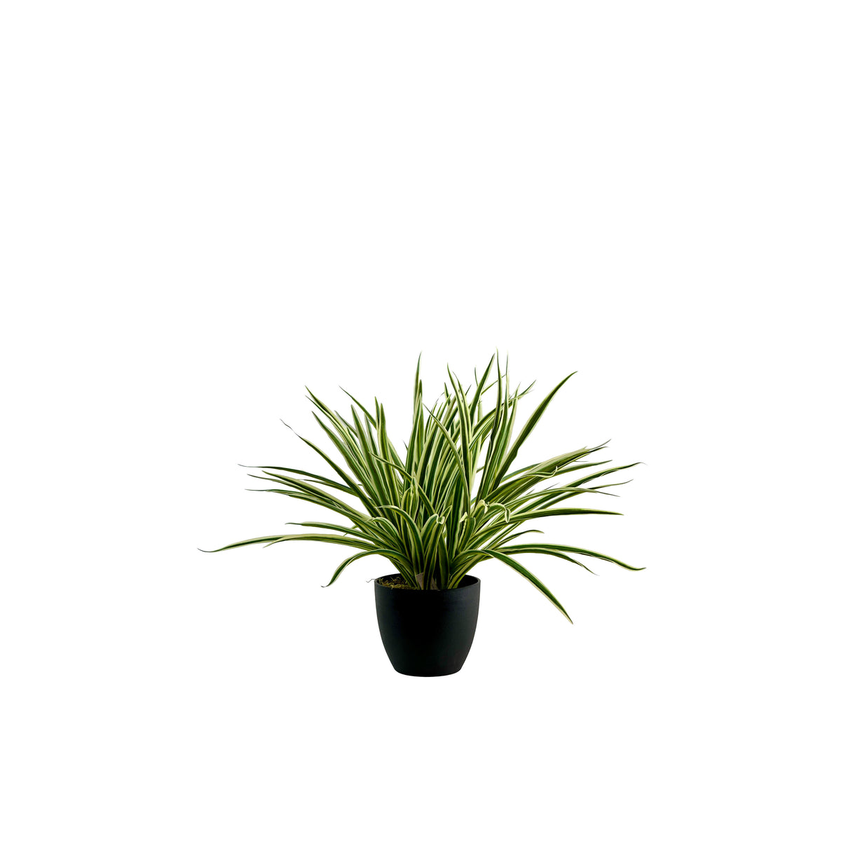 Potted Spider Bush White/Green - 45cm