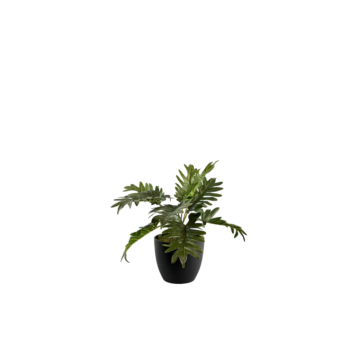 Potted Philodendron Bush - 40cm S