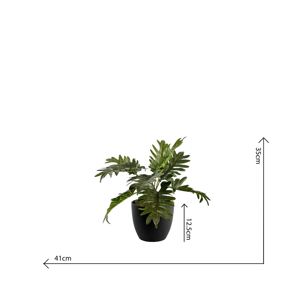 Potted Philodendron Bush - 40cm S