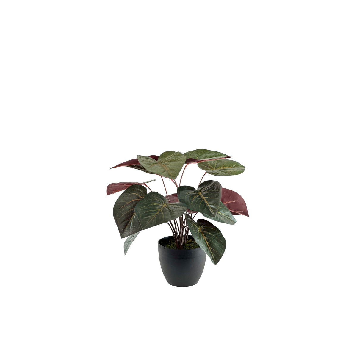 Potted Anthurium 45cm in Small Pot