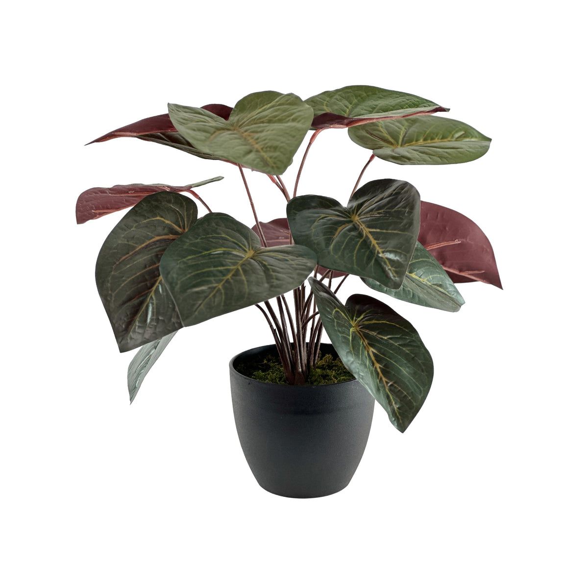 Potted Anthurium 45cm in Small Pot
