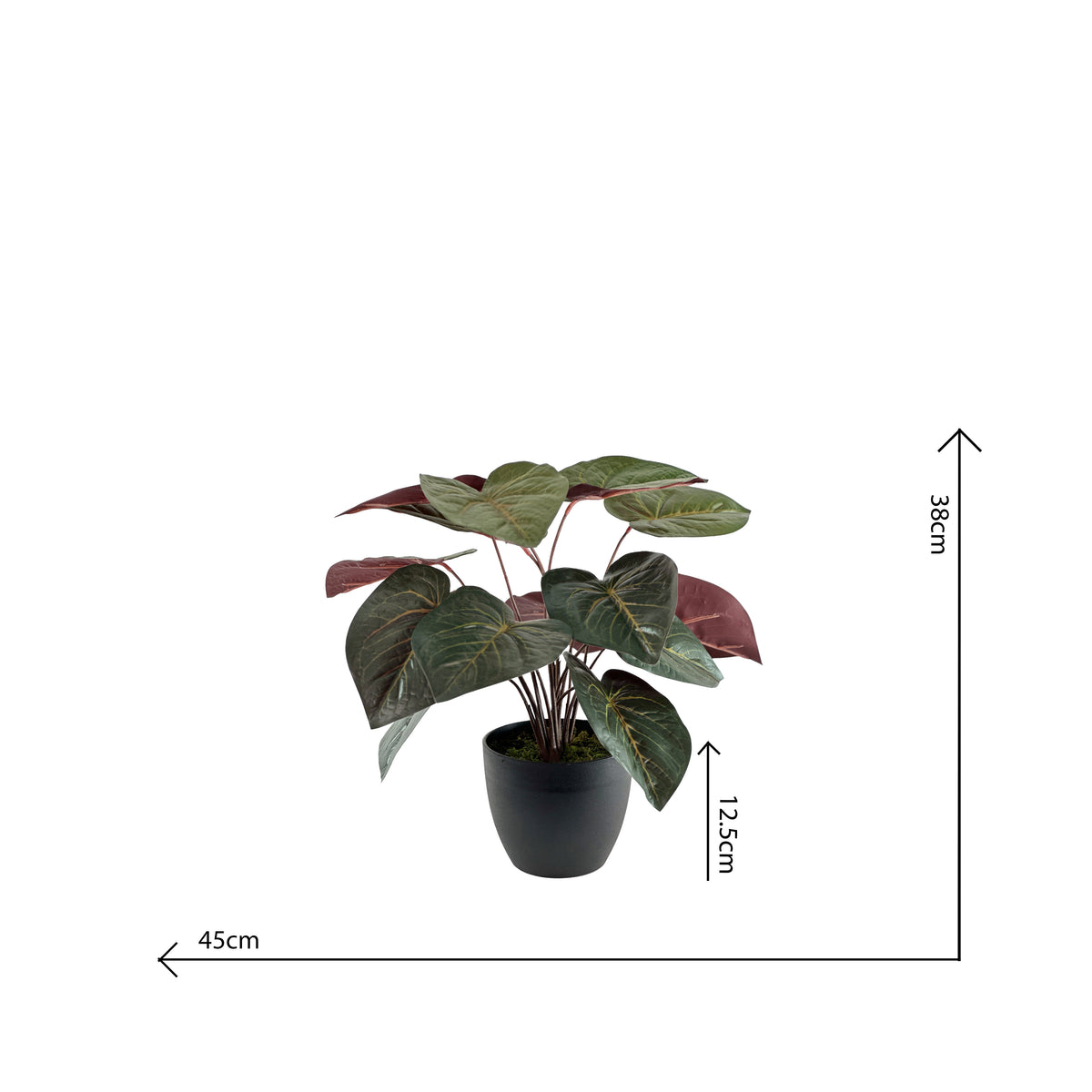 Potted Anthurium 45cm in Small Pot