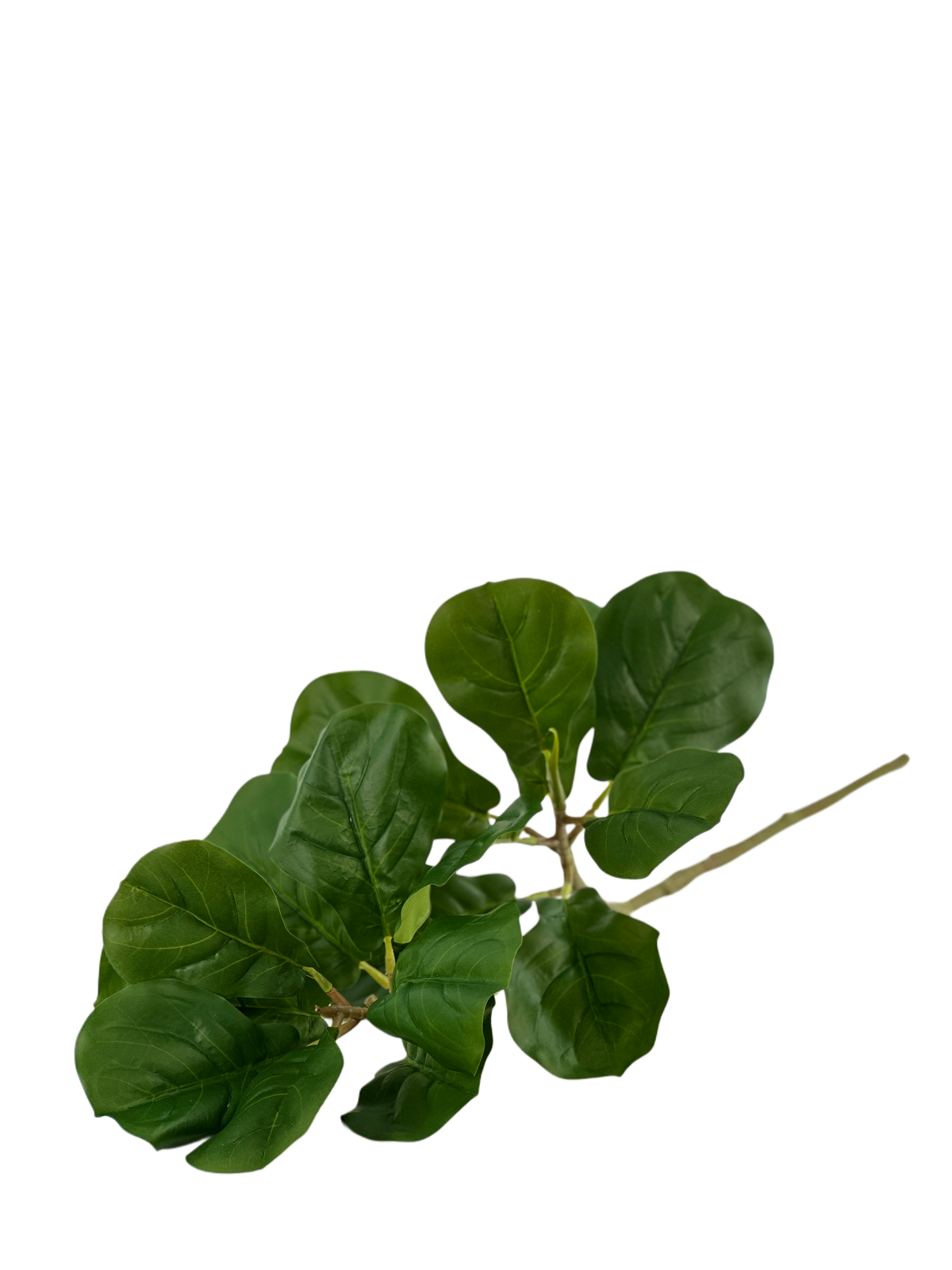 Ficus Fiddle Stem 80cm