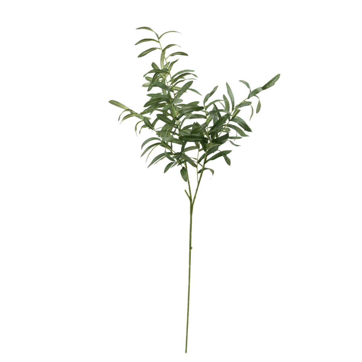Olive Branch No Fruit - 95cm